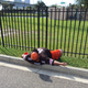 Illustration for article titled Heres An Unconscious Browns Fan In The Jacksonville Parking Lot
